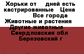   Хорьки от 35 дней есть кастрированные › Цена ­ 2 000 - Все города Животные и растения » Другие животные   . Свердловская обл.,Березовский г.